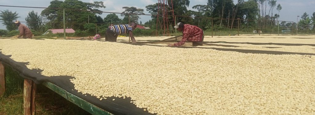 Coffee Dying at ndaroini coffee