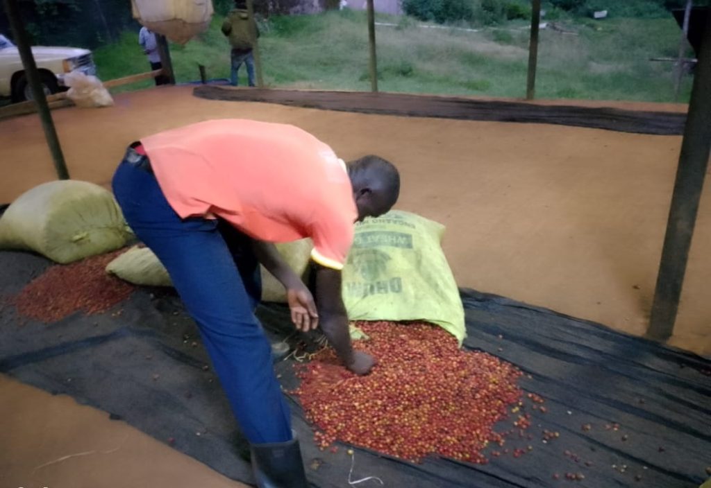 Farmer-soting-cofee-for-sale-at-Ndaroini-Coffee-factory