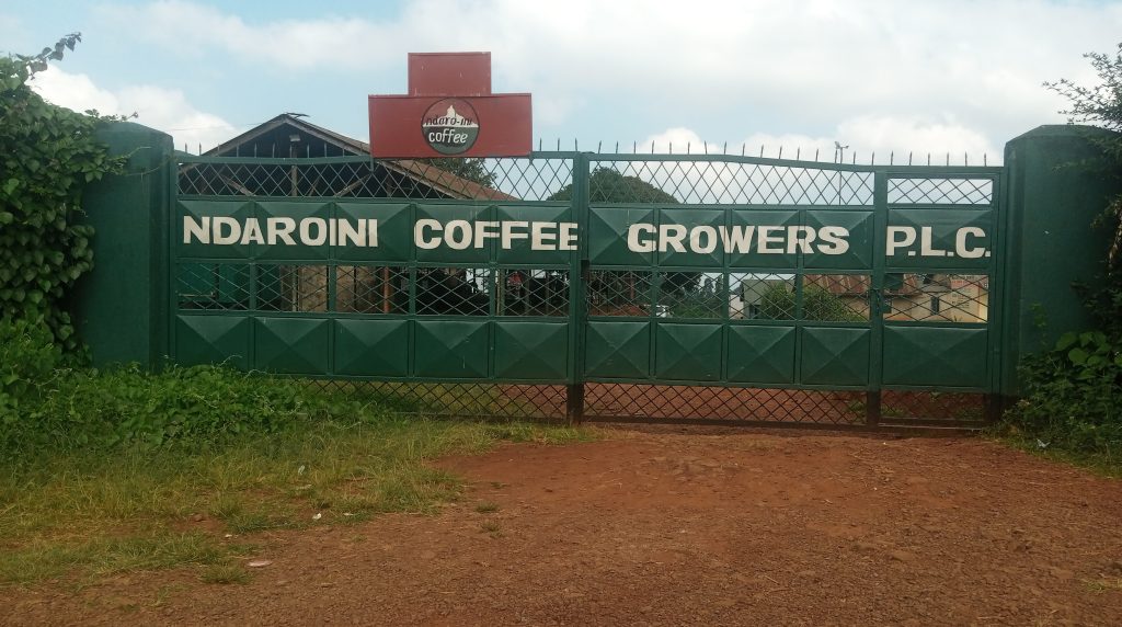 Welcome to Ndaroini Coffee factory
